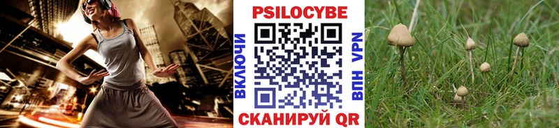 Купить  Александровск  Галлюциногенные грибы Psilocybine cubensis 